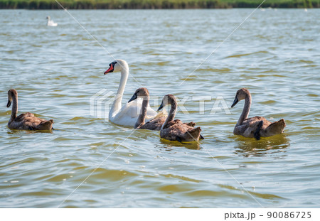 A female mute swan, Cygnus olor, swimming on a lake with its new born baby cygnets. Mute swan protects its small offspring. Gray, fluffy new born baby cygnets. A female mute swan, Cygnus olor, swimming on a lake with its new born baby cygnets. Mute swan protects its small offspring. Gray, fluffy new born baby cygnets. 90086725
