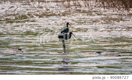 Pair of glossy ibis waterfowl, latin name Plegadis falcinellus, searching for food in the shallow lagoon. 90086727
