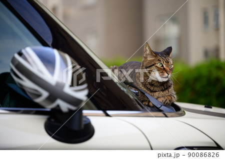車の上のキジトラ猫 車の上のキジトラ猫 90086826
