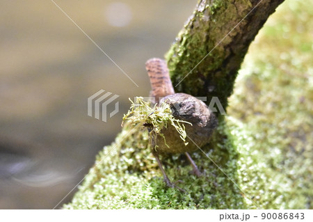 苔を集めて巣作りする小鳥 90086843