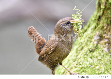 苔を集めて巣作りする小鳥 90086847