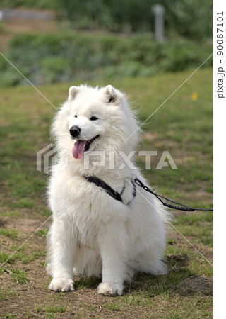 サモエド犬おすわり 90087101