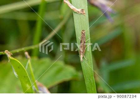 シバツトガ 90087234