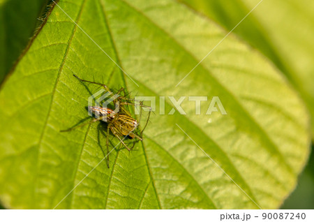 ササグモ 90087240