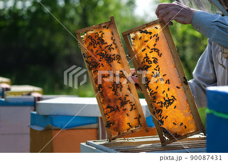 Beekeeper working collect honey. Beekeeping concept. Farmer wearing bee suit working with honeycomb in apiary. Beekeeping in countryside. Organic farming. Beekeeper working collect honey. Beekeeping concept. Farmer wearing bee suit working with honeycomb in apiary. Beekeeping in countryside. Organic farming. 90087431