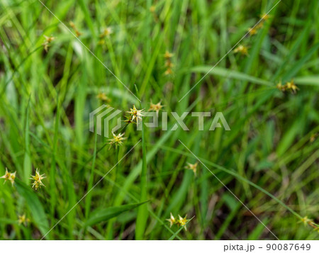 カヤツリグサ科ヤチカワズスゲ カヤツリグサ科ヤチカワズスゲ 90087649
