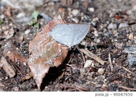 越冬蝶シジミチョウ科ウラギンシジミ♂ 90087650