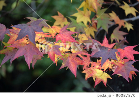カラフルに紅葉する美しい葉(アメリカフウ、 モミジバフウ) カラフルに紅葉する美しい葉(アメリカフウ、 モミジバフウ) 90087870