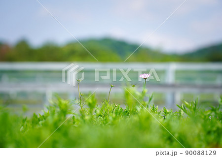 新緑豊かな公園 新緑豊かな公園 90088129