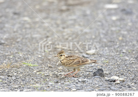 地面でかがんでいるヒバリ 90088267