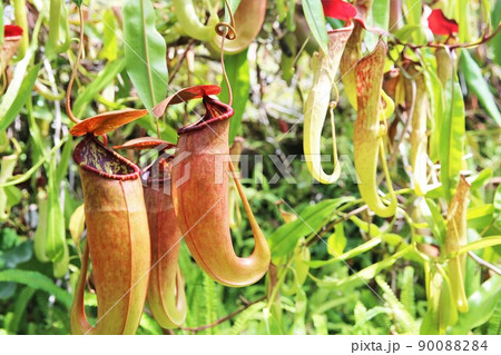 うつぼかずら 90088284