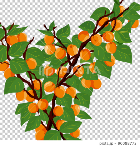 杏の木、杏の実のイラスト素材 [90088772] - PIXTA