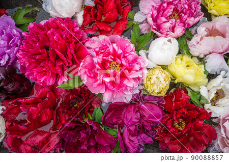 一面の牡丹の花 90088857