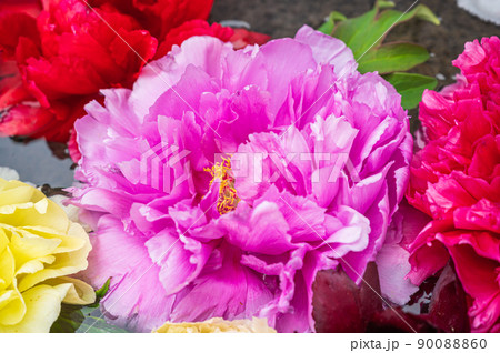牡丹の花 90088860