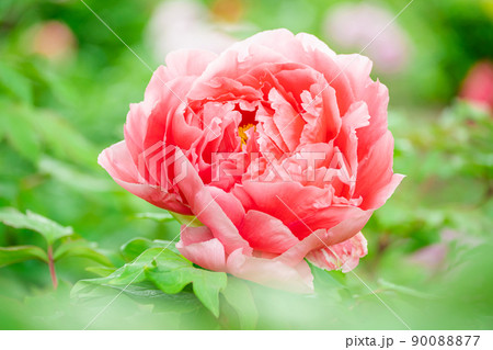 牡丹の花 牡丹の花 90088877