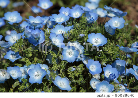ネモフィラ　山中湖 花の都公園｜爽やかなブルーの花びらが春のそよ風で揺れていました 90089640