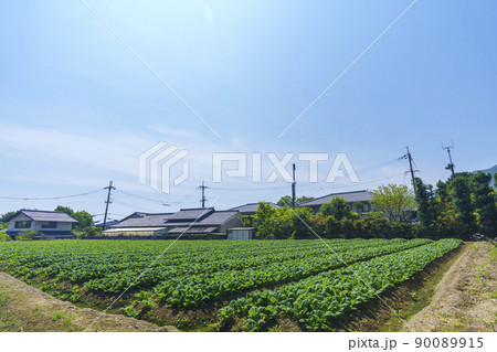 京都 嵯峨鳥居本の町並み(2022年 初夏・新緑の季節) 京都 嵯峨鳥居本の町並み(2022年 初夏・新緑の季節) 90089915