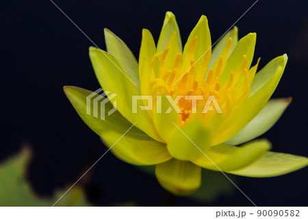 Beautiful blooming yellow water lily 90090582