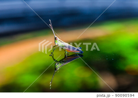 Grasshopper perching on a mirror 90090594