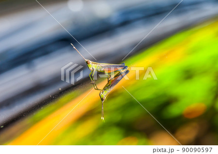 Grasshopper perching on a mirror 90090597