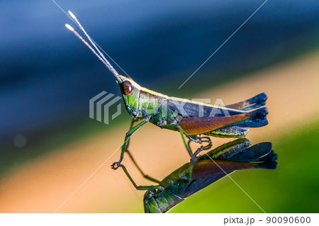 Grasshopper perching on a mirror 90090600