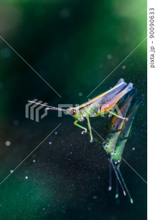 Grasshopper perching on a mirror 90090633