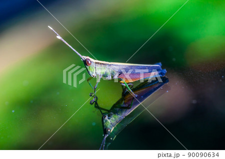 Grasshopper perching on a mirror 90090634