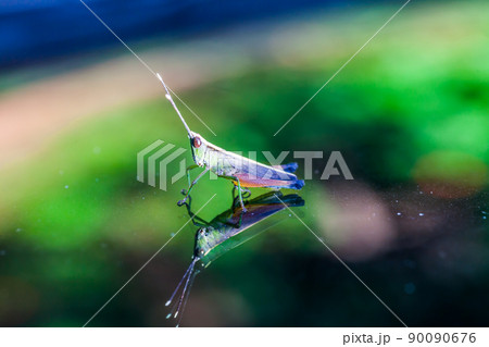 Grasshopper perching on a mirror 90090676