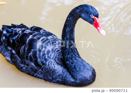 black swan swimming in the zoo 90090721