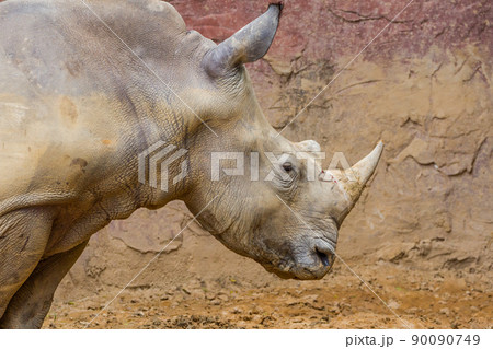 side view of the head of a large white rhino side view of the head of a large white rhino 90090749