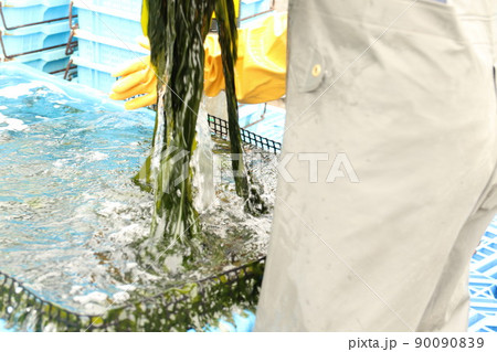 初採れワカメの水揚げ選別作業 初採れワカメの水揚げ選別作業 90090839