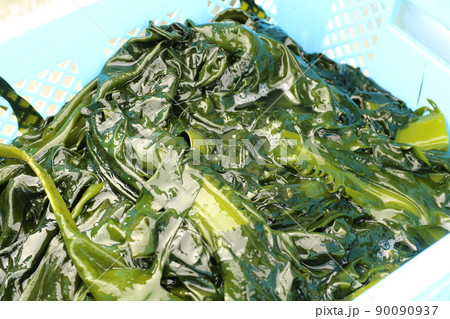 初採れワカメの水揚げ選別作業 90090937