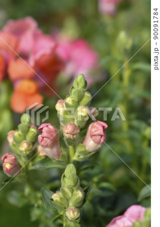 Snapdragon flowers 90091784