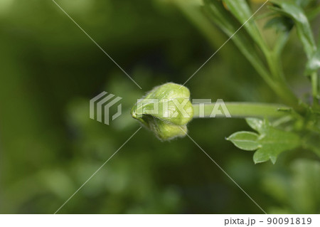 Persian buttercup Persian buttercup 90091819