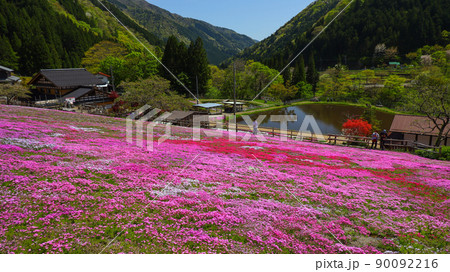 國田家の芝桜 郡上市 國田家の芝桜 郡上市 90092216