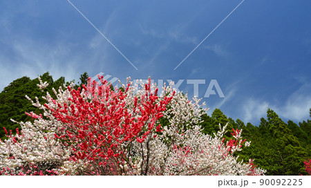 國田家の芝桜 郡上市 國田家の芝桜 郡上市 90092225