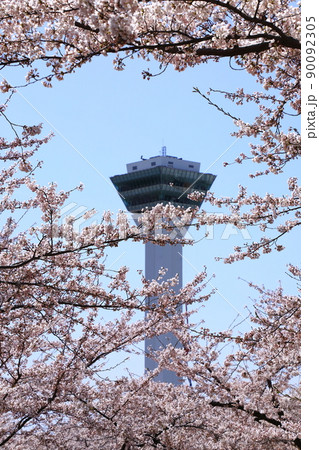 五稜郭タワーと五稜郭公園の桜 90092305