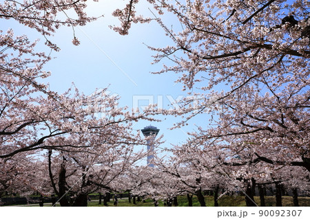 五稜郭タワーと五稜郭公園の桜 五稜郭タワーと五稜郭公園の桜 90092307