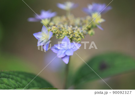 アジサイ 0236 アジサイ 0236 90092327