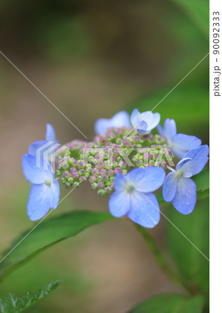 アジサイ　0242 90092333