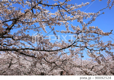 五稜郭公園の桜 90092528