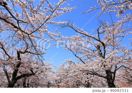 五稜郭公園の桜 五稜郭公園の桜 90092531