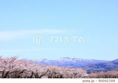 五稜郭公園　横津連峰と桜樹林 90092589