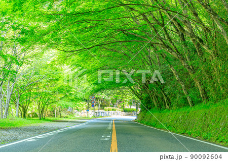 初夏のひさしもみじ　大分県中津市 90092604