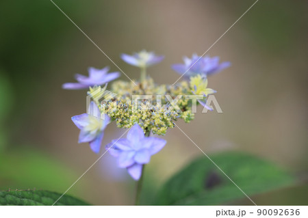 アジサイ　0250 90092636