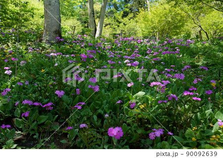 春の林の下にサクラソウのピンク色の花が咲く 春の林の下にサクラソウのピンク色の花が咲く 90092639