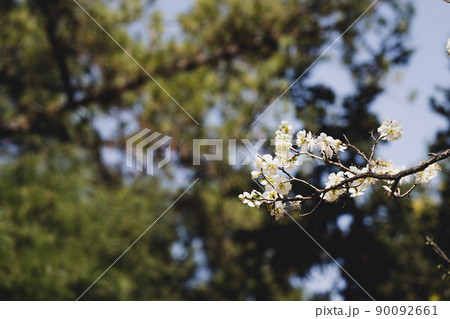 植物 花 自然 90092661