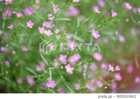 ピンクのカスミソウ(ナデシコ科) ピンクのカスミソウ(ナデシコ科) 90092662