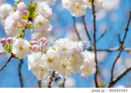 八重桜のイメージ 八重桜のイメージ 90093095