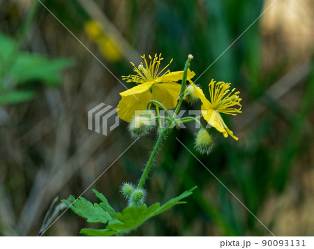 ケシ科クサノオウ 90093131